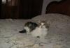 Превью Котик скоттиш-страйт Москва - 2