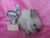 Цветные карлики сиамского окраса из питомника превью 1453966.
