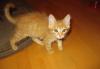 Отдаю рыжего котёнка в хорошие руки превью 1454799.