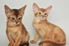 Абиссинские котята превью 1454901.