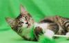 Отдам чудесную кошечку Еву превью 1455133.
