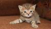 Превью Котенок полосатый Москва - 1