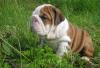 Английский бульдог щенки превью 1456995.