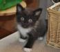 Отдам в хорошие руки котенка превью 1450710.