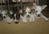 Чистокровные щенки чи хуа хуа превью 1457169.