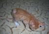 Превью Котята курильского бобтейла Звенигород - 3
