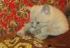 Британские короткошёрстные котята превью 1457539.