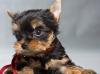 Красивые щенки йоркширского терьера бейби-фейс превью 1458791.