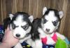 Отдам щеночков Хаски в хорошие руки превью 1460040.