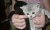 Превью Котята скотиш страйт Нахабино - 1