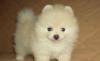 Померанские шпицы. Питомник превью 1462627.