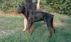 Доберман (1год,10мес) ищет новую семью превью 1462896.