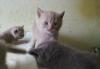 Британские котята превью 1463166.