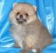 Померанский карликовый шпиц, щенки превью 1463771.