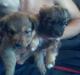 Щенки в добрые руки превью 1464079.