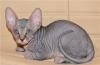 Канадский сфинкс котята превью 1464246.