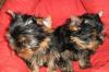 Продаю щенков йорка превью 1464441.