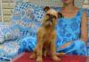 Превью Щенок Брюссельского гриффона Москва - 1