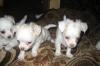 Мини щенки чихуахуа продаю превью 1464637.