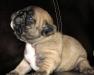 Французский бульдог. Девочки и мальчики превью 1464735.