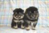 Продам щенка Шпица превью 1465236.