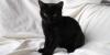 Черная кошка превью 1465849.