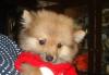 Продаются щенки малого немецкого шпица превью 1465884.