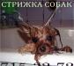 Превью Cтрижка декоративных пород 715-32-72 Санкт-Петербург - 1