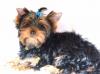 Йоркширский терьер щенки мини и стандарт(4месяца) превью 1466321.