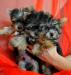 Щенки  иоркширского терьера превью 1466601.