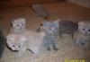 Шотландские и британские котята превью 1466911.