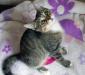 Отдам котенка превью 1467221.