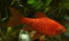 Аквариумные рыбки (барбусы) превью 1467307 Аквариумные рыбки (барбусы) превью 1467307.