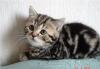 Мраморные котята - шотландцы превью 1468026.