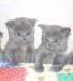 Шотландские голубые вислоухие и прямоухие котята превью 1468094.