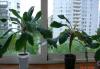 Превью Молочай беложильчатый (Euphorbia leuconeura) Москва - 1