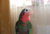 Белоголовый (кубинский) амазон  с клеткой превью 1468561 Белоголовый (кубинский) амазон  с клеткой превью 1468561.