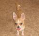 Красивая девочка г.ш. чихуахуа 5,5 мес превью 1468625.