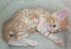Превью Милые котята-тигрята Москва - 3