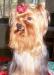 Превью Приглашаем на вязку девочек йорочек Пенза - 2