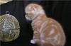 Вислоухие рисунчатые котята(красные,серебристые) превью 1472825.