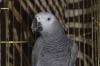Продам попугая Жако превью 1473273 Продам попугая Жако превью 1473273.