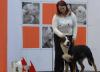 Превью Большой Швейцарский Зенненхунд (Гросс) Нижний Новгород - 2
