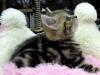 Превью Продажа клубных котят породы скотиш-страйт Москва - 3