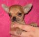 Чихуахуа щенки обычные и совсем крошки превью 1474049.