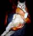 Превью Веселый котенок Яша. 4 месяца Москва - 2