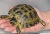 Среднеазиатскую сухопутную черепашку превью 1474859.