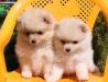 Померанские шпицы щенки редких окрасов превью 1474903.