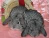 Вислоухие мини крольчата из питомника превью 1475113.