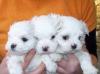 Мальтезе щенки превью 1475940.